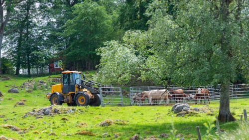 A tractor moving a fence around cows